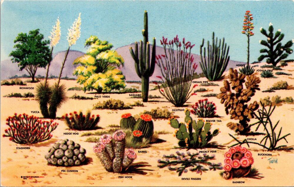 Cacti And Desert Flora of The Great Southwest Vintage Postcard SP10-17
